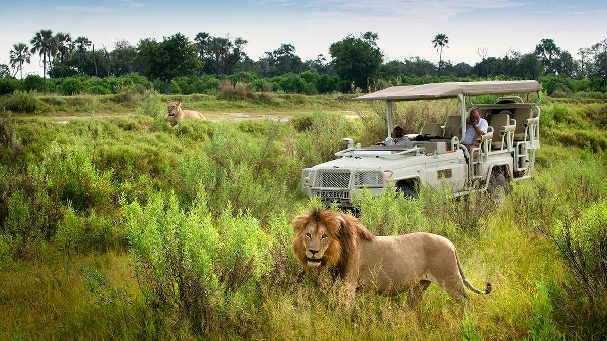 Luxury Safari Tours