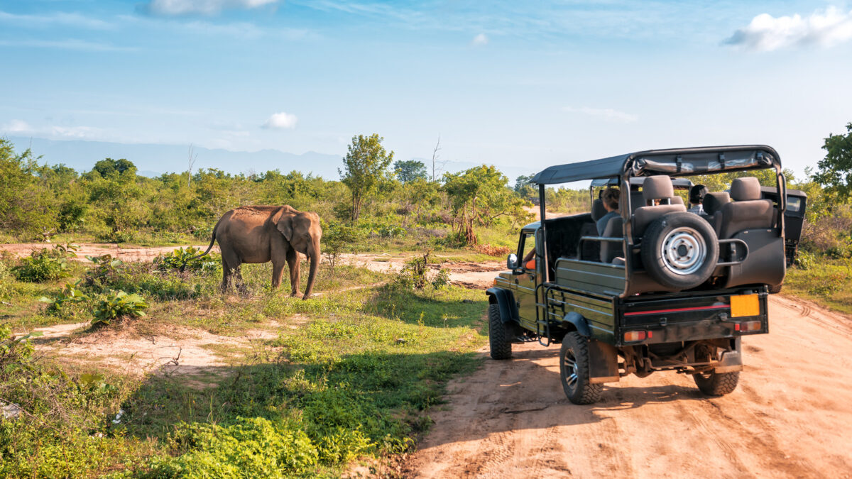 Best African Safari Tours