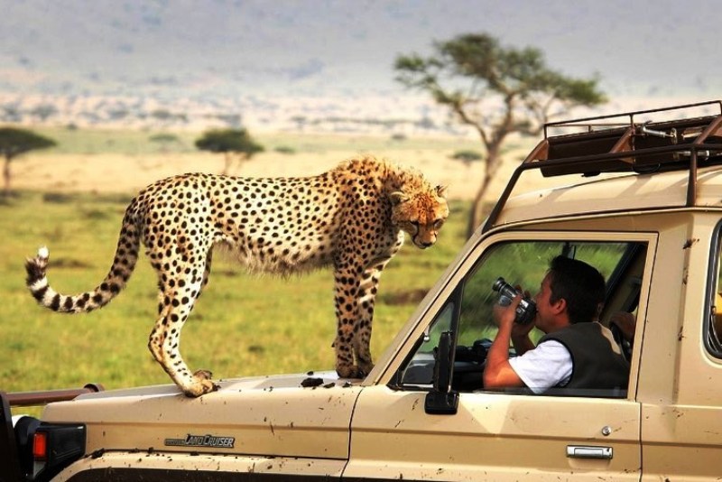 Africa safari tours